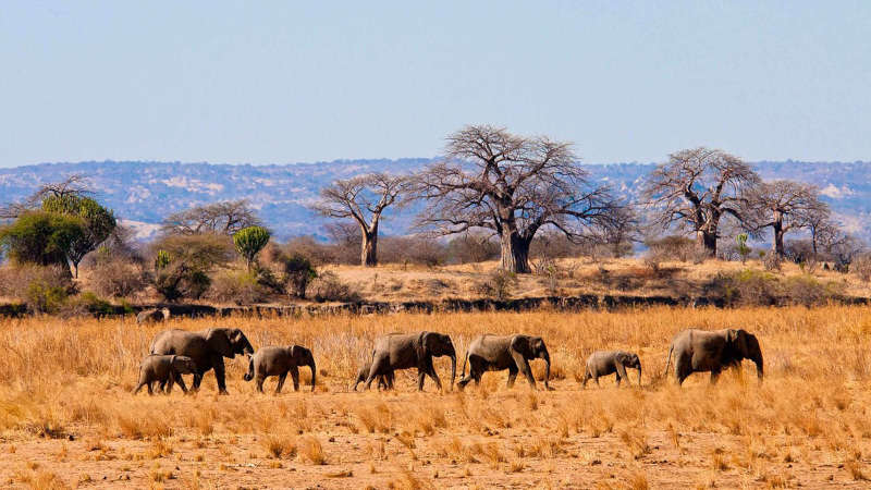 Disabled Holidays - 5 Day Tanzania Safari - Accessible Tours in East Africa
