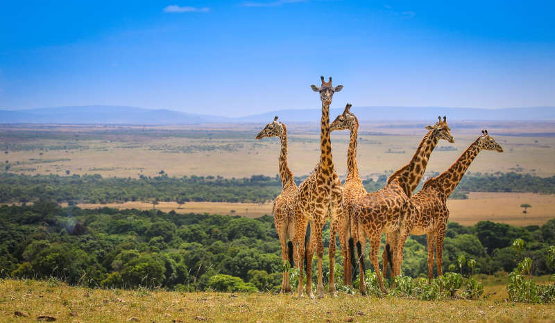 Disabled Holidays - Luxury Game Reserve Safari - Accessible Tours and Bespoke Holidays