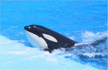 Holiday Inn International Drive Sea World