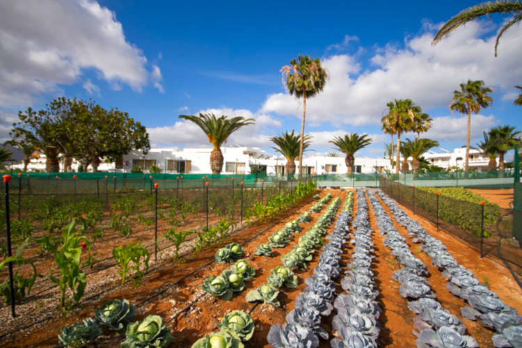 Floresta Hotel, Playa de los Pocillos