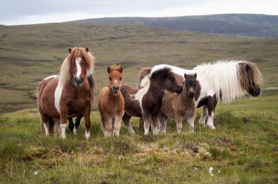 Disabled Holiday Cottages and Hotels for Wheelchair users in Shetland, Scotland